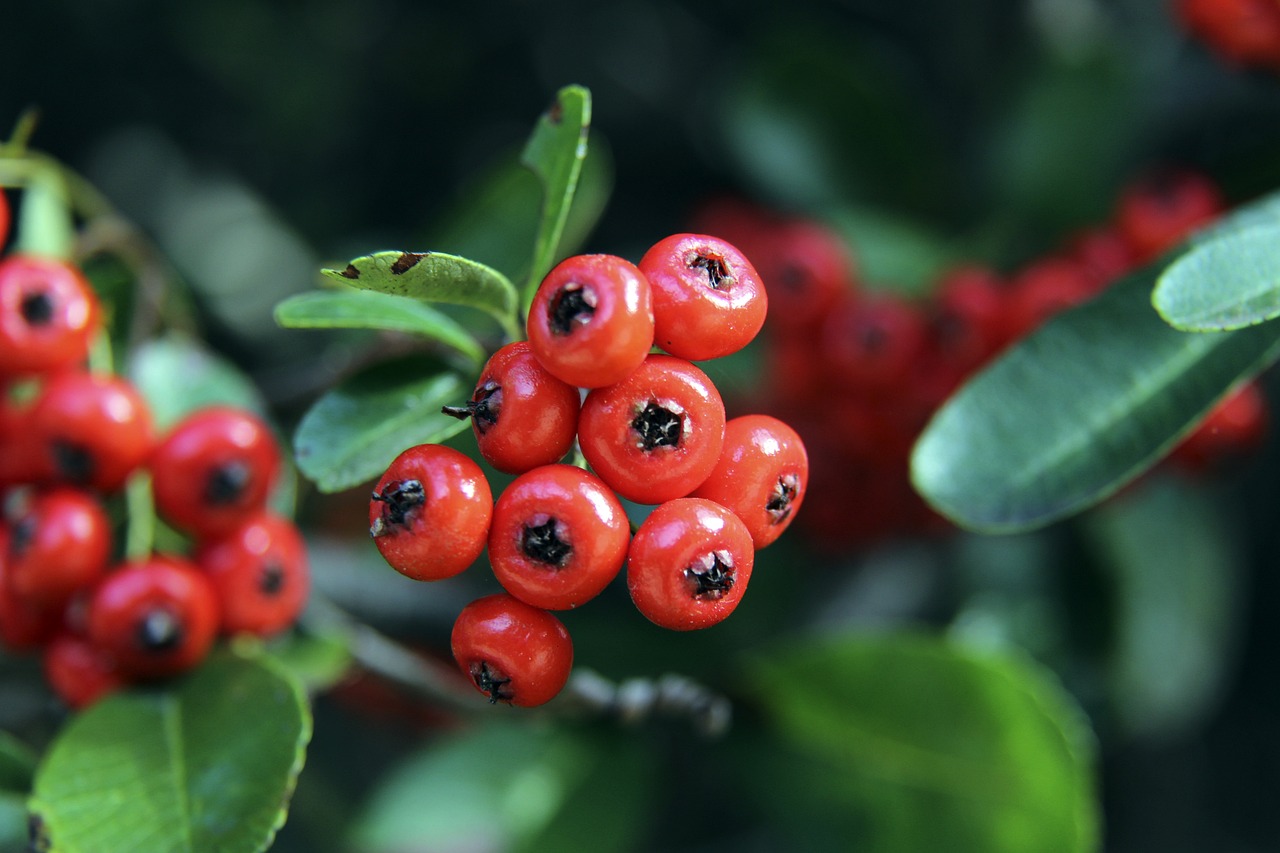 心的战术体 心的战术体